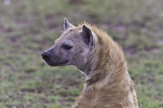 Image of Spotted Hyena