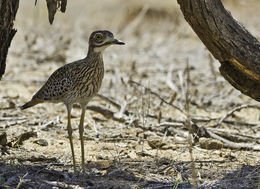 Image of Cape Thick-knee