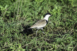 Image of spur-winged lapwing