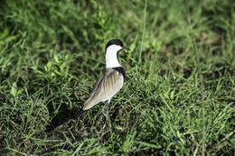 Image of spur-winged lapwing