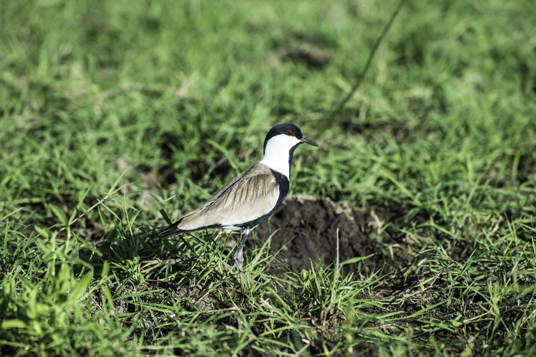 Image of spur-winged lapwing