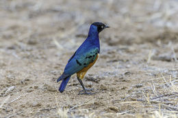 Image of Superb Starling