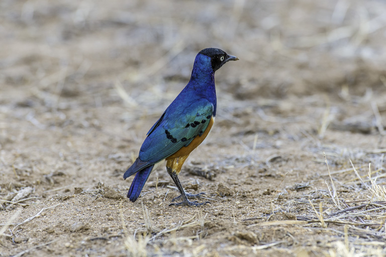 Image of Superb Starling