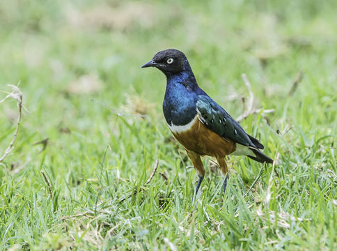 Image of Superb Starling