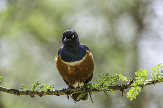 Image of Superb Starling