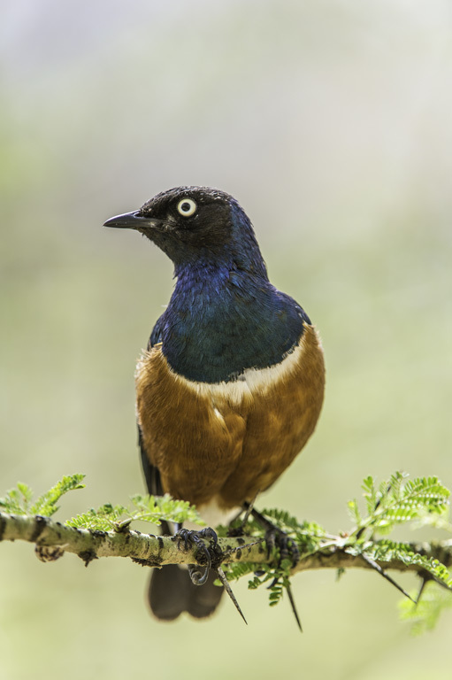 Image of Superb Starling