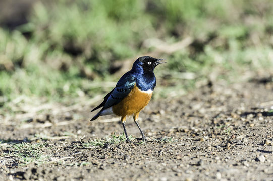 Image of Superb Starling