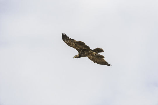 Image of Tawny Eagle