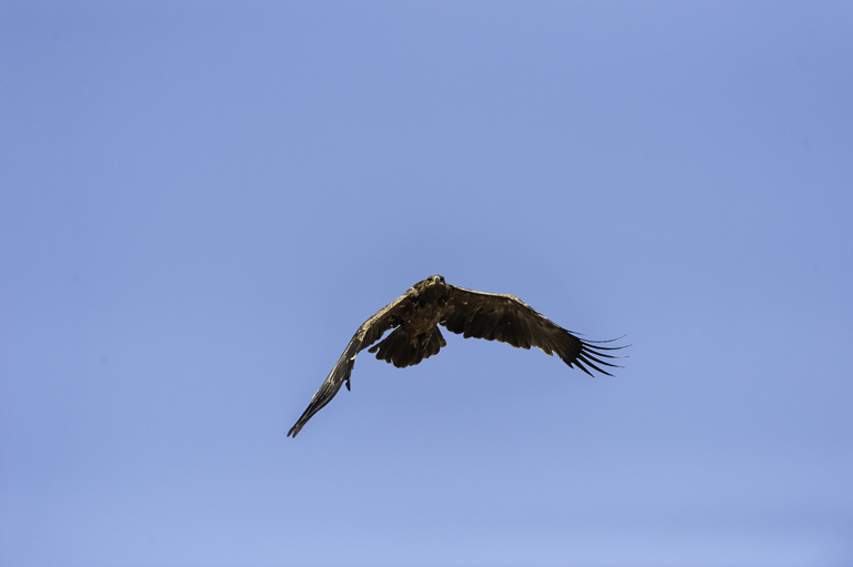 Image of Tawny Eagle