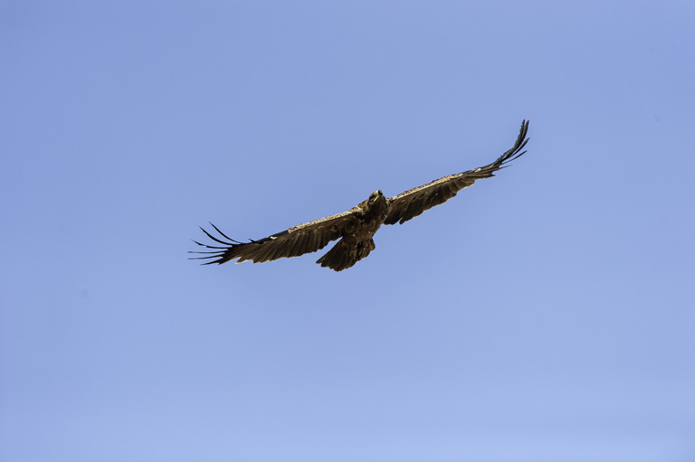 Image of Tawny Eagle