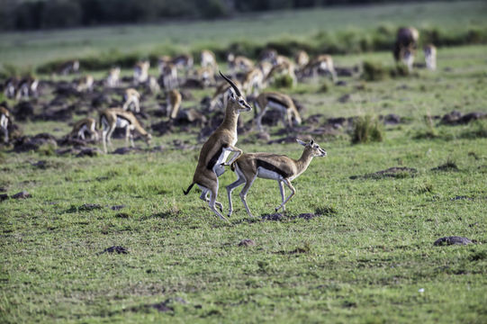 Image of Thomson's Gazelle