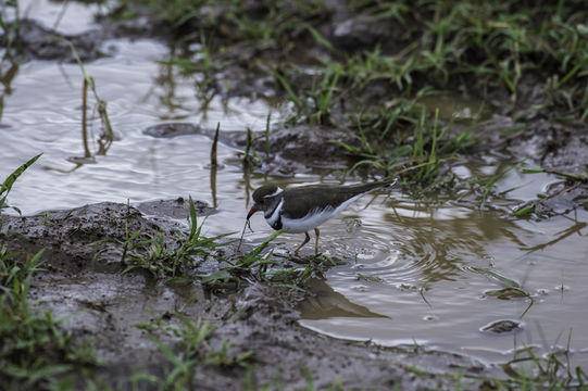 Image of African Three-banded Plover