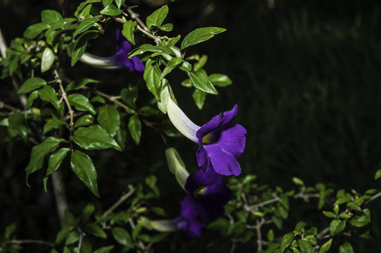 Image of Thunbergia battiscombei Turrill