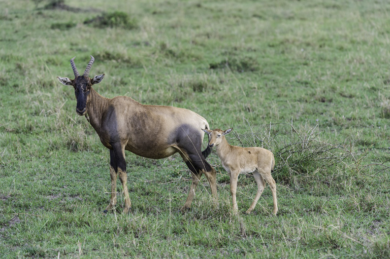 Imagem de Damaliscus lunatus (Burchell 1823)