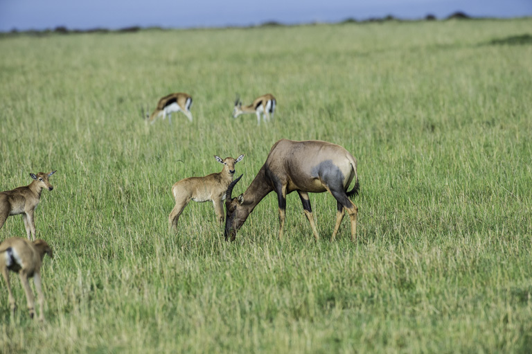 Imagem de Damaliscus lunatus (Burchell 1823)