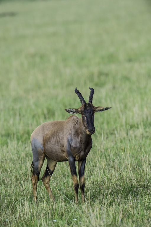 Imagem de Damaliscus lunatus (Burchell 1823)