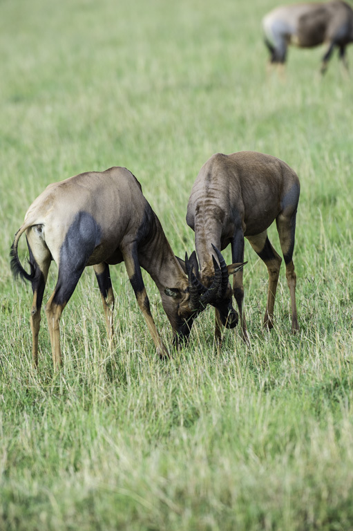 Imagem de Damaliscus lunatus (Burchell 1823)