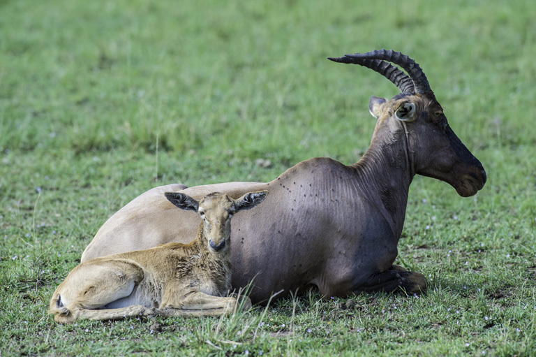 Imagem de Damaliscus lunatus (Burchell 1823)