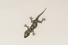 Image of Tropical house gecko