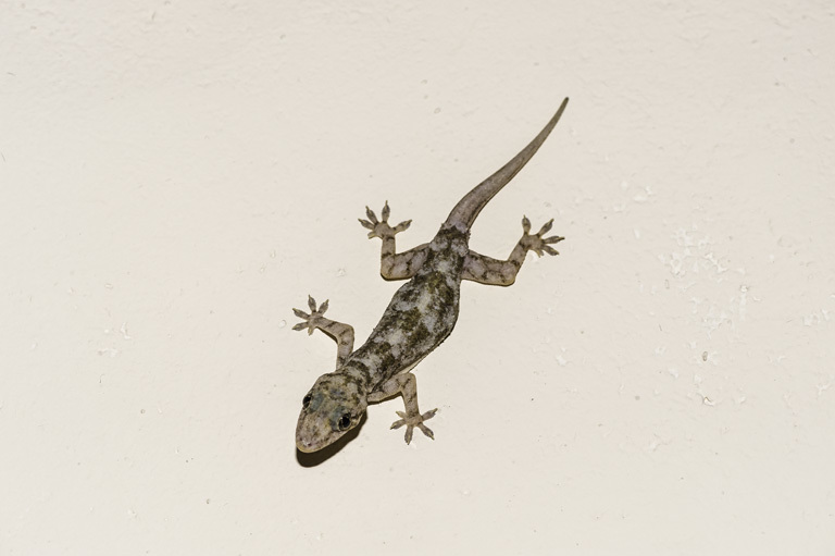 Image of Tropical house gecko