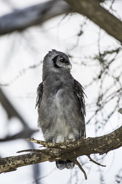 Bubo lacteus (Temminck 1820)的圖片