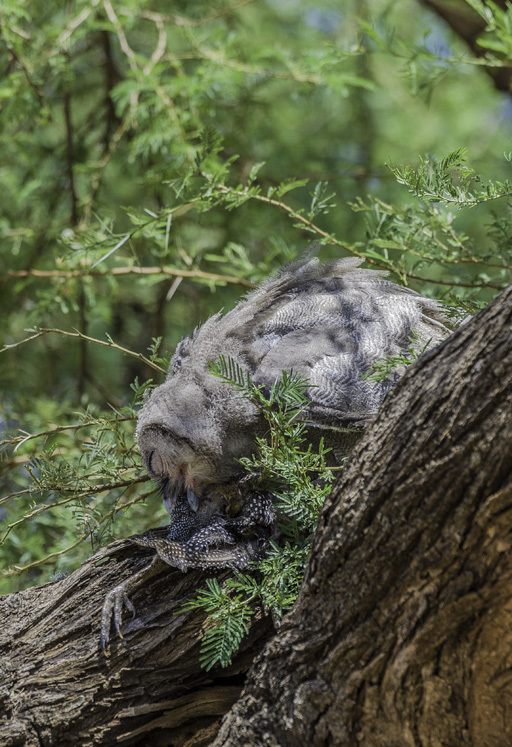 Image of Giant Eagle Owl