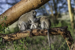 Image of Vervet Monkey