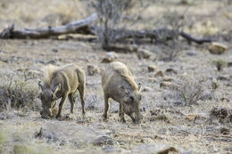 Image of Common Warthog