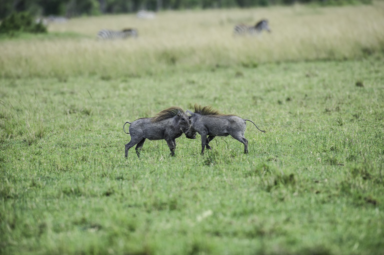 Image of Common Warthog