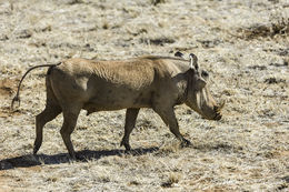 Image of Common Warthog