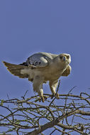 Image of Tawny Eagle