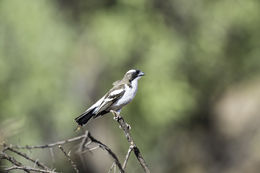 Image of White-browed Sparrow-Weaver