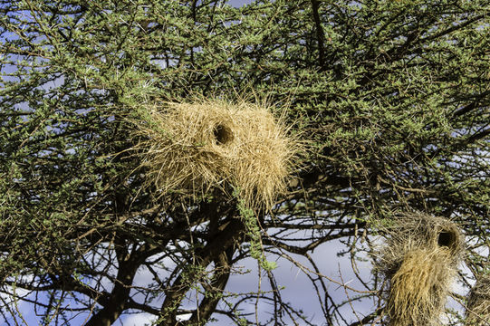 Image of White-browed Sparrow-Weaver