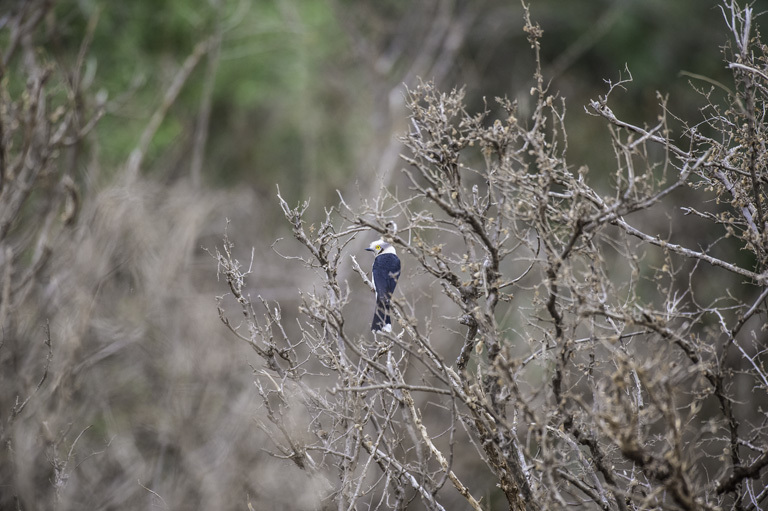 Image of White Helmet Shrike