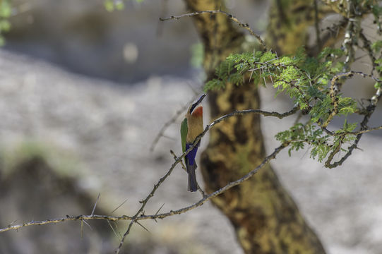 Image of White-fronted Bee-eater