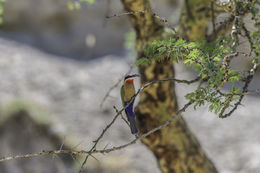 Image of White-fronted Bee-eater
