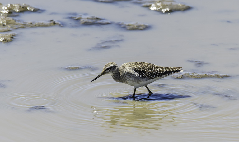 Image of Wood Sandpiper