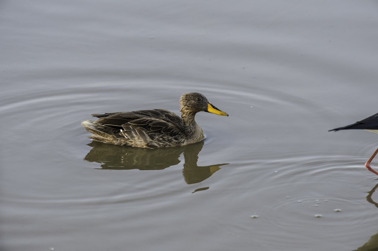 Image of Yellow-billed Duck