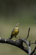 Image of Yellow-throated Longclaw