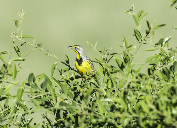 Image of Yellow-throated Longclaw