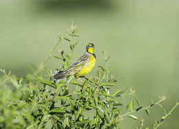 Image of Yellow-throated Longclaw