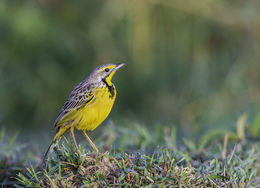 Image of Yellow-throated Longclaw