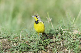 Image of Yellow-throated Longclaw