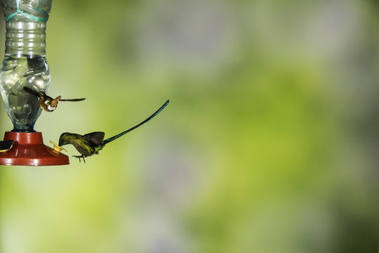 Image of Long-tailed Sylph