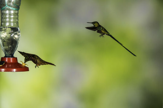 Image of Long-tailed Sylph