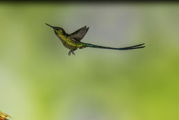 Image of Long-tailed Sylph