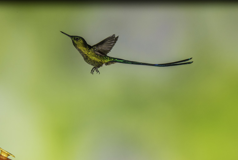 Image of Long-tailed Sylph