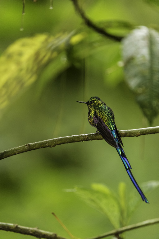 Image of Long-tailed Sylph