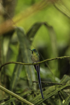 Image of Long-tailed Sylph