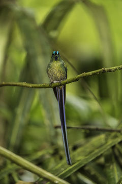 Image of Long-tailed Sylph